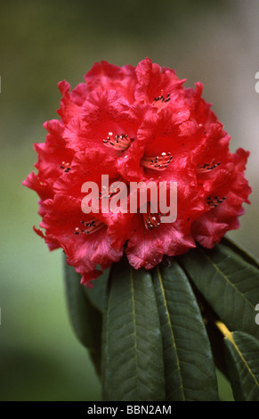 Red Rhododendron, Ericaceae Stock Photo
