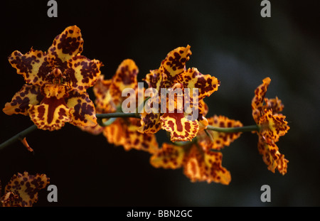 Tiger Orchid, Hybrid Odontocidium 'Hansueli Isler', Odontoglossum Burkhard Holm x Oncidium Tiger Hambuhren Stock Photo