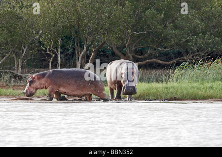 Two hippos graze on the banks of the St Lucia Estuary, Kwa-Zulu Natal, South Africa Stock Photo