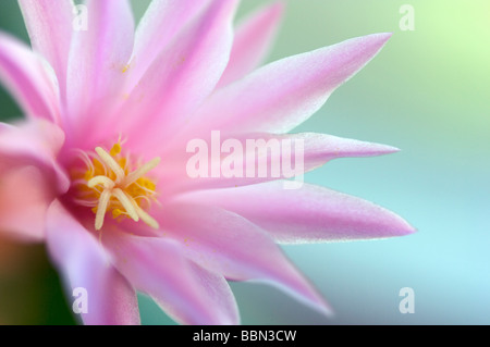 Silky smooth pink flower with a nice backround bokeh. silky, smooth, flower, pink, bokeh, relaxing Stock Photo