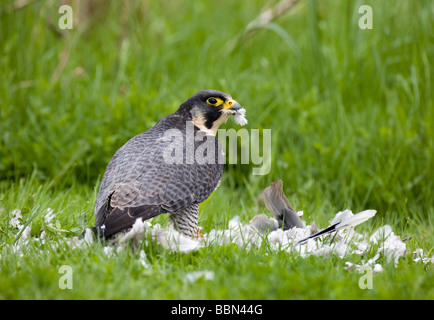 Peregrine falcon (Falco peregrinus) plucking a dove Stock Photo