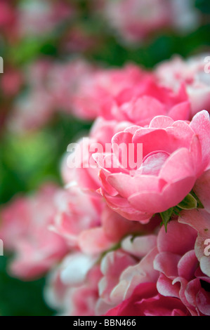 Pink flower rose in green garden. pink, flower, green, bokeh, rose, macro, garden, owering, variety, Plant, plants, tree, botany Stock Photo
