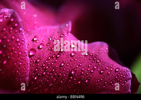 Pink petals of a Peony (Paeonia officinalis), covered with water drops Stock Photo