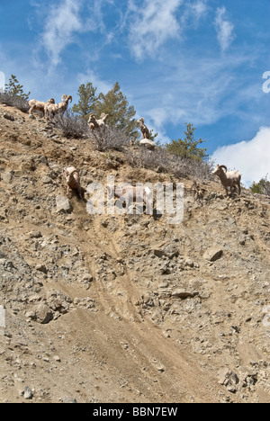 Colorado Clear Creek Canyon Rocky Mountain Bighorn Sheep Ovis canadenis Stock Photo