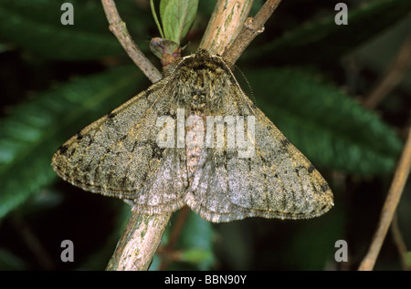 Pale Brindled Beauty (Apocheima pilosaria) male Stock Photo