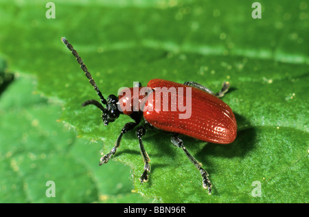 Scarlet lily beetle (Lilioceris lilii) Stock Photo