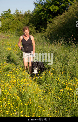 Woman walking border collie dogs on lead across field of buttercups Cotswolds UK Stock Photo