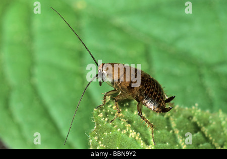 Forest Cockroach (Ectobius sylvestris Stock Photo - Alamy