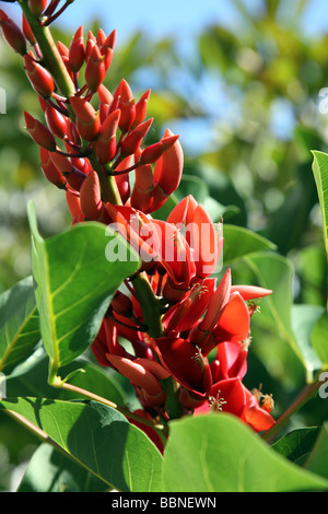 flowers of the Coral Tree Erythrina crista galli  Madeira Stock Photo