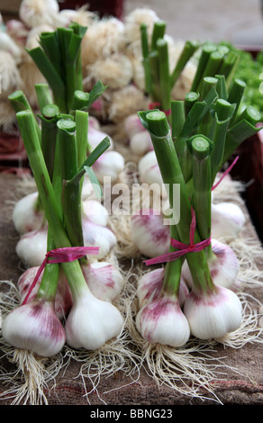 garlic for sale in Aix en provence Market Stock Photo