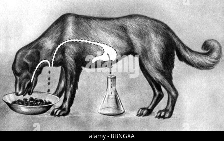 Pavlov, Ivan Petrovich, 14.1.1849 - 27.2.1936, Russian physician (medical doctor), scientist, experiment, manipulated feeding of a dog, drawing from Hugo Glaser, 'Die Entdeckung des Menschen', Vienna, 1954, Stock Photo