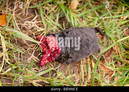 dead rodent on grass Stock Photo