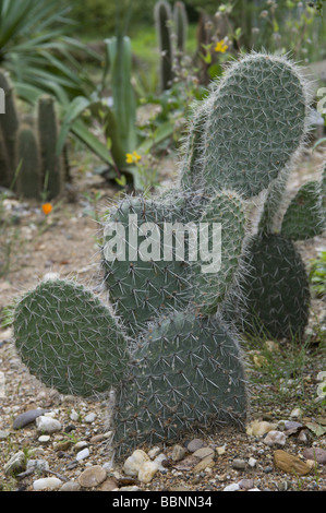 botany, cactusses, prickly pears (Opuntia pilifera), Additional-Rights-Clearance-Info-Not-Available Stock Photo