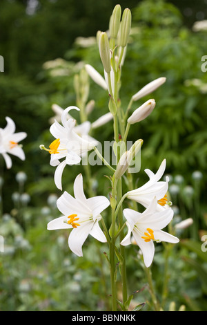 Madonna lily, Madonnalilja, (Lilium candidum) Stock Photo