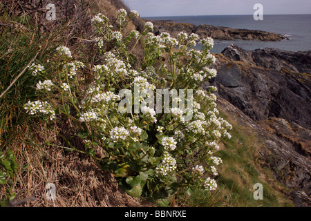 Common scurvygrass Cochlearia officinalis Brassicaceae on sea cliffs UK Stock Photo