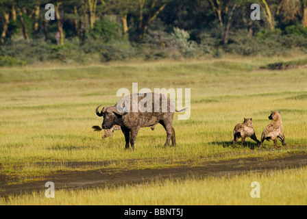 Spotted Hyena hunting an African Buffalo Stock Photo - Alamy