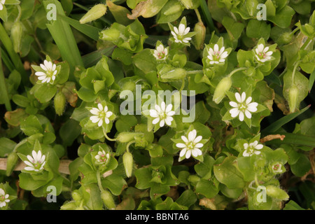 Common chickweed Stellaria media Caryophyllaceae UK Stock Photo