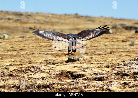 Africa Ethiopia Bale mountains Augur buzzard Buteo rufofuscus augur Stock Photo