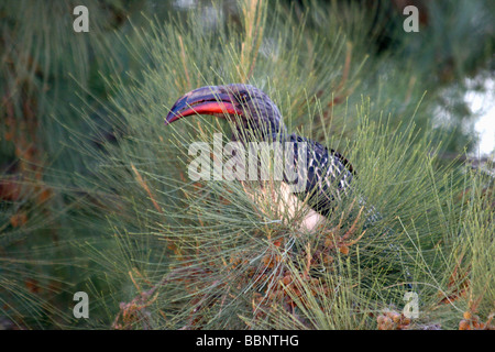 Africa Ethiopia Red billed Hornbill Tockus erythrorhynchus Stock Photo