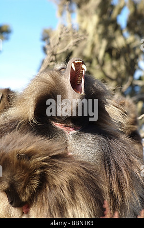 gelada, gelada baboons (Theropithecus gelada), yawning male in front of ...