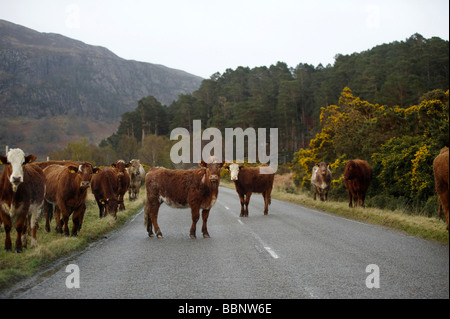 Herd of Cows in the Road Dundonnell. Wester Ross, Northern Scotland on the north coast 500 route Stock Photo