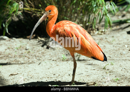 Scarlet Ibis - Eudocimus ruber Stock Photo