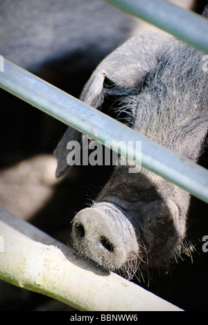 saddleback piglet looking through fence Stock Photo