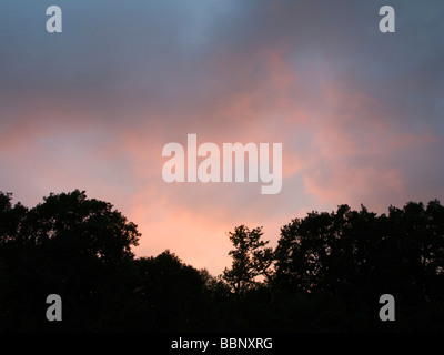 Red evening sky above sillouhetted trees Stock Photo