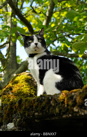 Felix black and white cat Stock Photo - Alamy