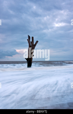 Dead tree out at sea at Benacre on the Suffolk Coast at dawn Stock Photo