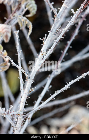 Frost on the white stems of Rubus thibetanus Stock Photo