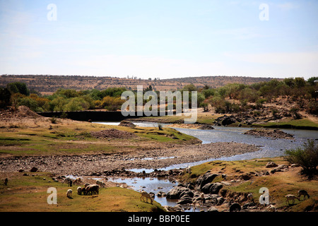 landscape river with lambs in a nostalgic image inspires wilderness in peace beautyful horizons sunnny day Stock Photo