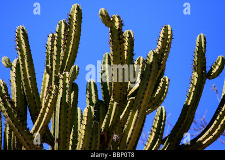 cactus wild mexico cactus cereus natural world nobody outdoors plants saguaro cactus sharpcalf ear gran canaria guard thorn Stock Photo