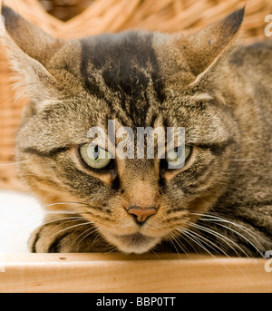 Domestic short hair tabby cat. Stock Photo