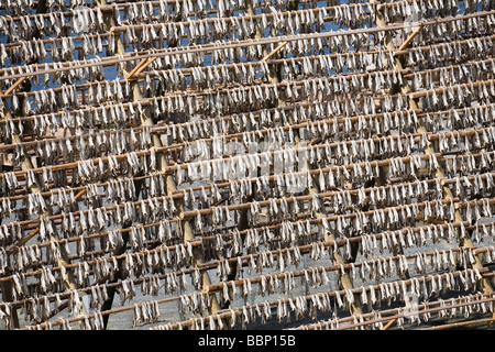 rows of dry fish hanging on wooden sticks on the sea shore Stock Photo