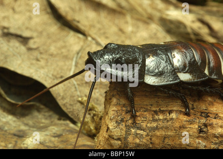 Malagasy hissing cockroach Stock Photo