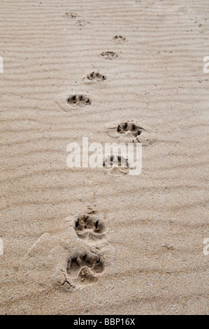 Dog paw prints in sand at Dornoch beach, east coast, Sutherland Scotland Stock Photo