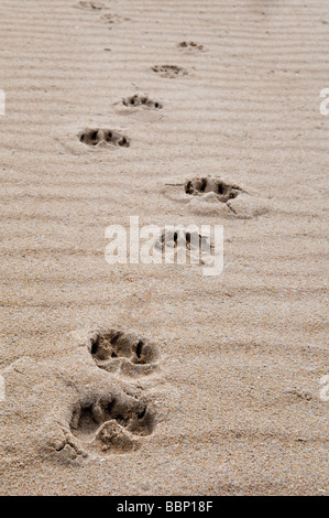 Dog paw prints in sand at Dornoch beach, east coast, Sutherland Scotland Stock Photo