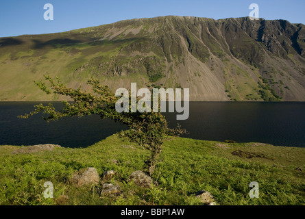 A windswept tree on the bank of Wastwater in the Lake District Stock Photo