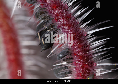 Blackflies (Aphis fabae, Black bean aphid) on spiky stem of a star flower Stock Photo