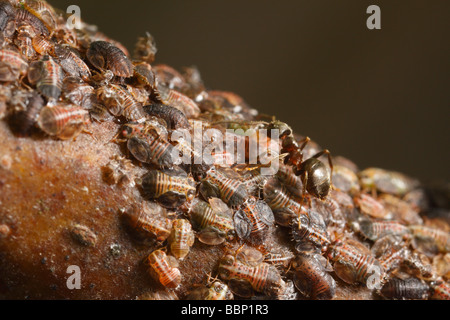 Cacopsylla pyri (pear psylla, European pear sucker), tended by black garden ants (Lasius niger). The are harvesting the honeydew Stock Photo