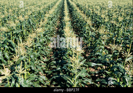 Crops in field,tractor in fields, crops in rows, farm worker. Stock Photo