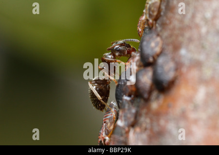 Black garden ant (Lasius niger) milking a psyllid, Cacopsylla pyri (pear psylla, European pear sucker) Stock Photo