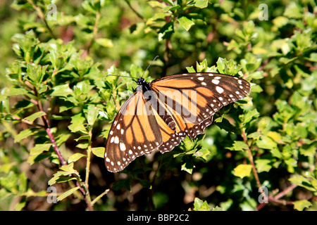 monarch butterfly in michoacan mexico sanctuary millions of these insects rests here and put eggs before going back to canada Stock Photo