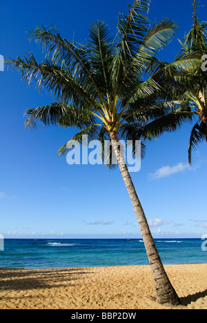 Island palm tree on Kiahuna Beach Kauai Hawaii USA Stock Photo