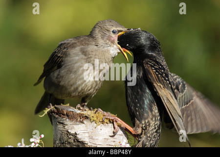 Starling Sturnus vulgaris juvenile being fed by a parent with its head in its beak on a moss covered log Stock Photo