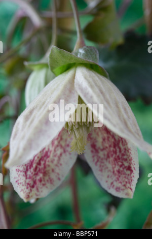 Clematis cirrhosa var. purpurascens 'Freckles' AGM (Old man's beard, Traveller's joy, Virgin's bower.) Stock Photo