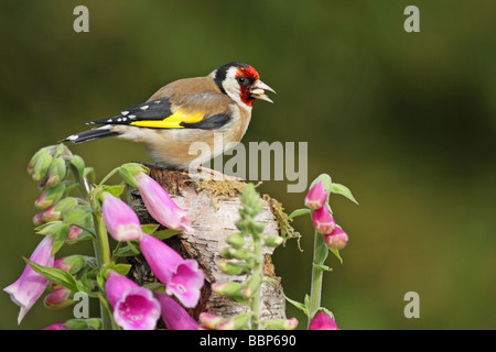 Goldfinch Carduelis carduelis Goldfinch Carduelis carduelis male perched on a moss covered log surrounded by foxgloves Stock Photo