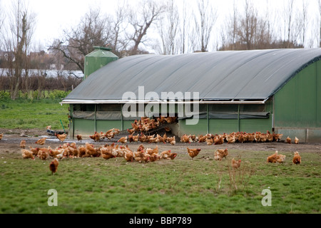 Free-range chickens on a farm Stock Photo