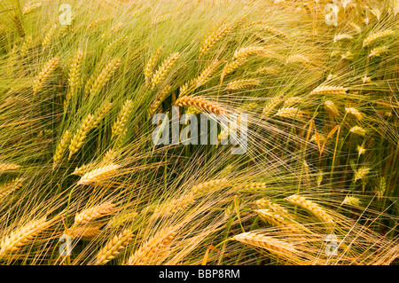 Ripening field of barley - Indre-et-Loire, France. Stock Photo